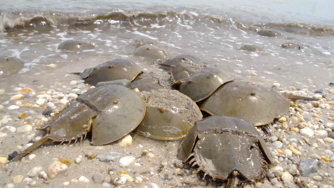 horseshoe crab