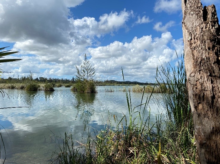 Puerto Rico Wetland