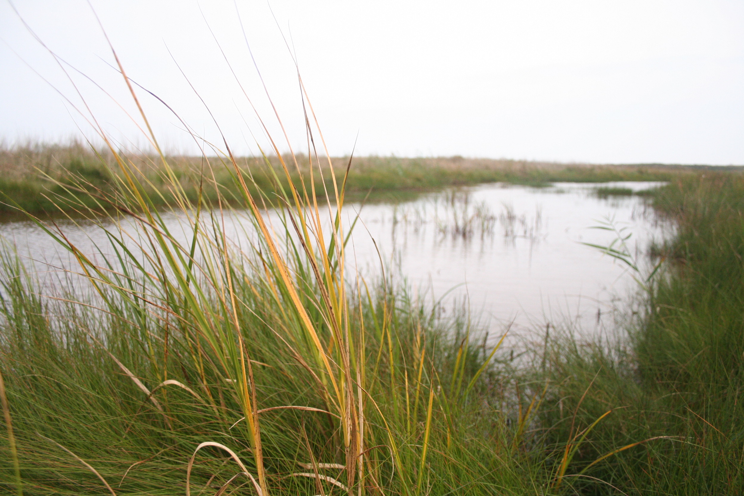 wetlands